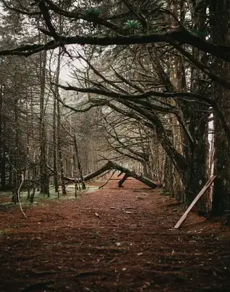 entretien de jardin Cherbourg-en-Cotentin-1