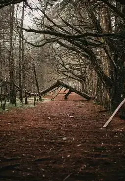 taille de haie Cherbourg-en-Cotentin-1