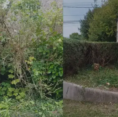 taille de haie Cherbourg-en-Cotentin-5