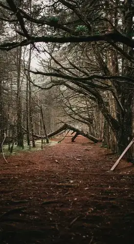 taille de haie à Saint-Vaast-la-Hougue - image 4