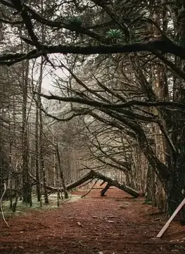 taille de haie Valognes-1